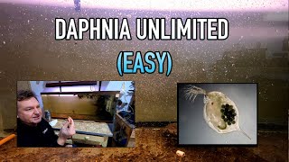 How I Raise Daphnia Water Fleas And You Can Too [upl. by Assilana462]