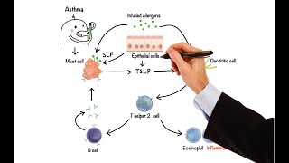 Pharmacology  DRUGS FOR ASTHMA AND COPD MADE EASY [upl. by Ailaht33]