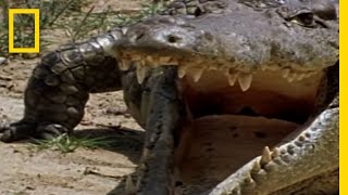 Monitor Lizard vs Croc  National Geographic [upl. by Townsend]