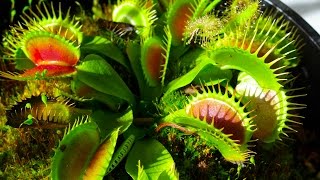 Carnivorous Plants [upl. by Riatsila705]