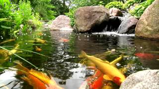 York Lancaster Harrisburg PA Backyard Koi Fish Ponds Waterfalls and Fountains [upl. by Ardnasxela256]