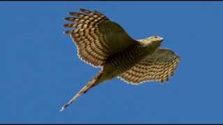 Sparrowhawk Bird Call Bird Song [upl. by Nnaassilem860]