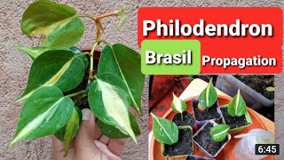 Philodendron  Brasil Propagation [upl. by Goldy]