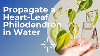 How to PROPAGATE PHILODENDRON Brasil in WATER  Heartleaf Philodendron  Philodendron hederaceum [upl. by Nnyledam]