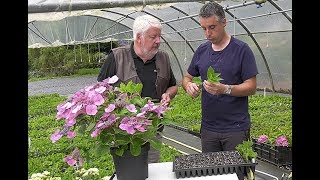 BOUTURER PLANTER ET TAILLER LES HORTENSIAS [upl. by Travers]