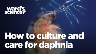 Caring and Culturing for Daphnia [upl. by Ecinahs]