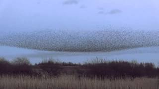 Starling Murmuration at Middleton Moor Derbyshire [upl. by Mathilda]