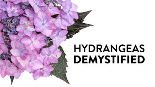 Hydrangeas Demystified  Everything You Need to Know About Hydrangeas [upl. by Leighton445]