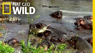 Hippo vs Crocodile  Nat Geo Wild [upl. by Oned59]