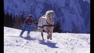 Skijoring  The Incredible Horse Skiing Sport [upl. by Layla]