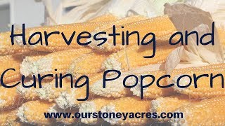 Harvesting and Curing Popcorn [upl. by Dode612]