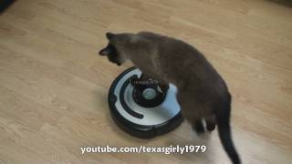 Cat shows HOW TO use iRobot Roomba Vacuum [upl. by Thema]