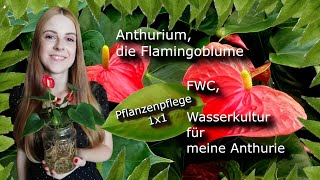 Mein Anthurium kommt in Wasserkultur  Pflanzenpflege 1x1  FWC [upl. by Eiramyelhsa]