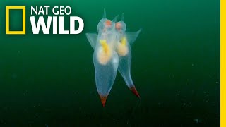 Watch These Adorable Sea Creatures’ Graceful Mating Dance  Nat Geo Wild [upl. by Pirri721]