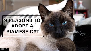 9 Reasons to adopt a Siamese Cat [upl. by Aihsatan575]