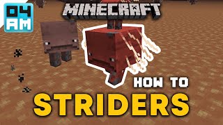 How To Breed amp Ride Striders in Minecraft 116 Nether Update [upl. by Fiertz]