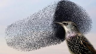 You wont believe this INCREDIBLE Starling murmuration [upl. by Hannahs342]