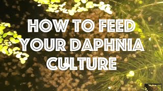 How To Feed Your Daphnia Culture [upl. by Novaj]