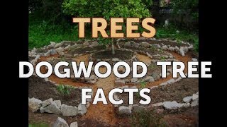 Dogwood Tree Facts [upl. by Etnohc]