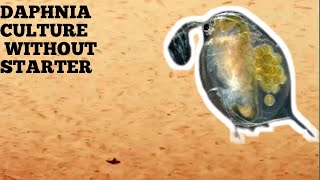 HOW TO CULTURE DAPHNIA NATURALLY WITHOUT A STARTER [upl. by Akihsal362]