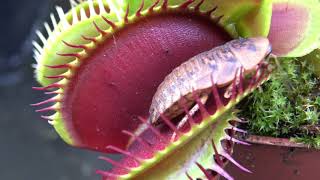 Best Venus Flytrap Trapping Compilation 2018 [upl. by Maryn975]