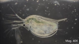 Daphnia magna under the Microscope [upl. by Asilana]