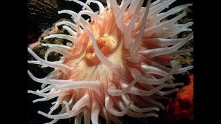 Facts The Sea Anemone [upl. by Converse867]