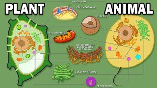 PLANT VS ANIMAL CELLS [upl. by Winslow672]