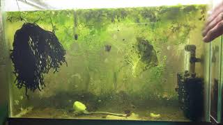 Scuds Daphnia Cherry Shrimp Copepods My aquatic food culture [upl. by Spratt]