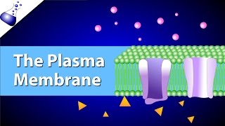 The Plasma Membrane and the Fluid Mosaic Model [upl. by Nader]