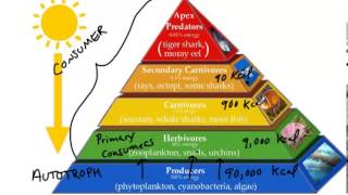 Energy Pyramid [upl. by Malina]