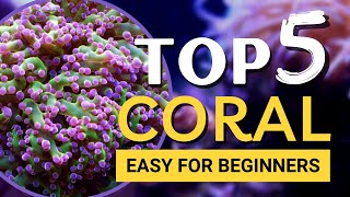 TOP 5 Corals for Beginners [upl. by Wes]