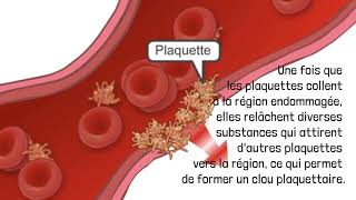 L’hémophilie  De quelle façon ton corps arrêtetil le saignement [upl. by Nava]