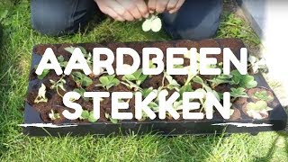 Toms Moestuin 2017 Aardbeien uitlopers stekken  vermeerderen [upl. by Airetahs]