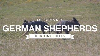 GERMAN SHEPHERDS HERDING [upl. by Nicola]