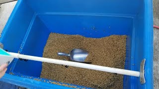 Secrets Of Soaking Fodder Grain Finally Revealed [upl. by Eislehc27]