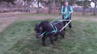 Miniature Horse Skijoring [upl. by Grossman105]