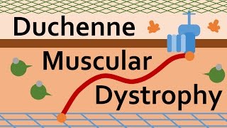 Duchenne Muscular Dystrophy and Dystrophin [upl. by Uticas]