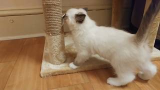 Bringing home a ragdoll kitten Meet Sammy [upl. by Naved]