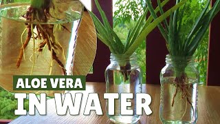 Growing Aloe Vera In Water [upl. by Acsicnarf]