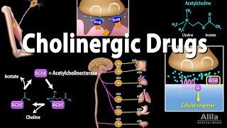 Cholinergic Drugs  Pharmacology Animation [upl. by Smith]