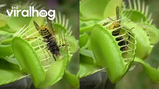 Venus Flytrap Eats Wasps  ViralHog [upl. by Griz]