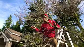 How we prune a tree Dogwood [upl. by Maloney]