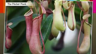 Insectivorous Plants  Macmillan Education India [upl. by Hsak]