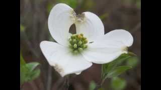 Plant portrait  Flowering dogwood Cornus florida [upl. by Holly]