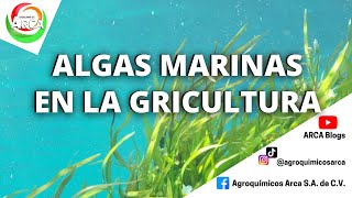 ALGAS MARINAS EN LA AGRICULTURA [upl. by Ocirderf]