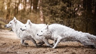 All You Need To Know About The White German Shepherd [upl. by Terti]