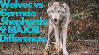 Wolves vs German Shepherds 9 Major Differences [upl. by Enuj314]