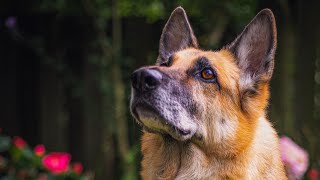 Grooming my 11 year old German Shepherd [upl. by Behrens532]