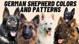 7 Different GERMAN SHEPHERD Coat Color Patterns [upl. by Klarika]